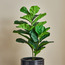 Fiddle Leaf Tree - 95 cm-household-gardenandoutdoor-trees-image-1