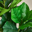 Fiddle Leaf Tree - 95 cm-household-gardenandoutdoor-trees-image-2
