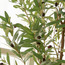 شجرة الزيتون - 180 سم-household-gardenandoutdoor-trees-image-3