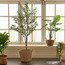 شجرة الزيتون - 180 سم-household-gardenandoutdoor-trees-image-1