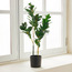 Peperomia Plant in Pot - 68 cm-household-gardenandoutdoor-artificialplants-pottedplants-image-1