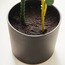 Peperomia Plant in Pot - 68 cm-household-gardenandoutdoor-artificialplants-pottedplants-image-3