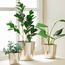 Peperomia Plant in Pot - 68 cm-household-gardenandoutdoor-artificialplants-pottedplants-image-4