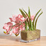 Roseus Pink Cymbidium Plant in Pot - 34 cm-household-gardenandoutdoor-artificialflowersandplants-flowers-image-2