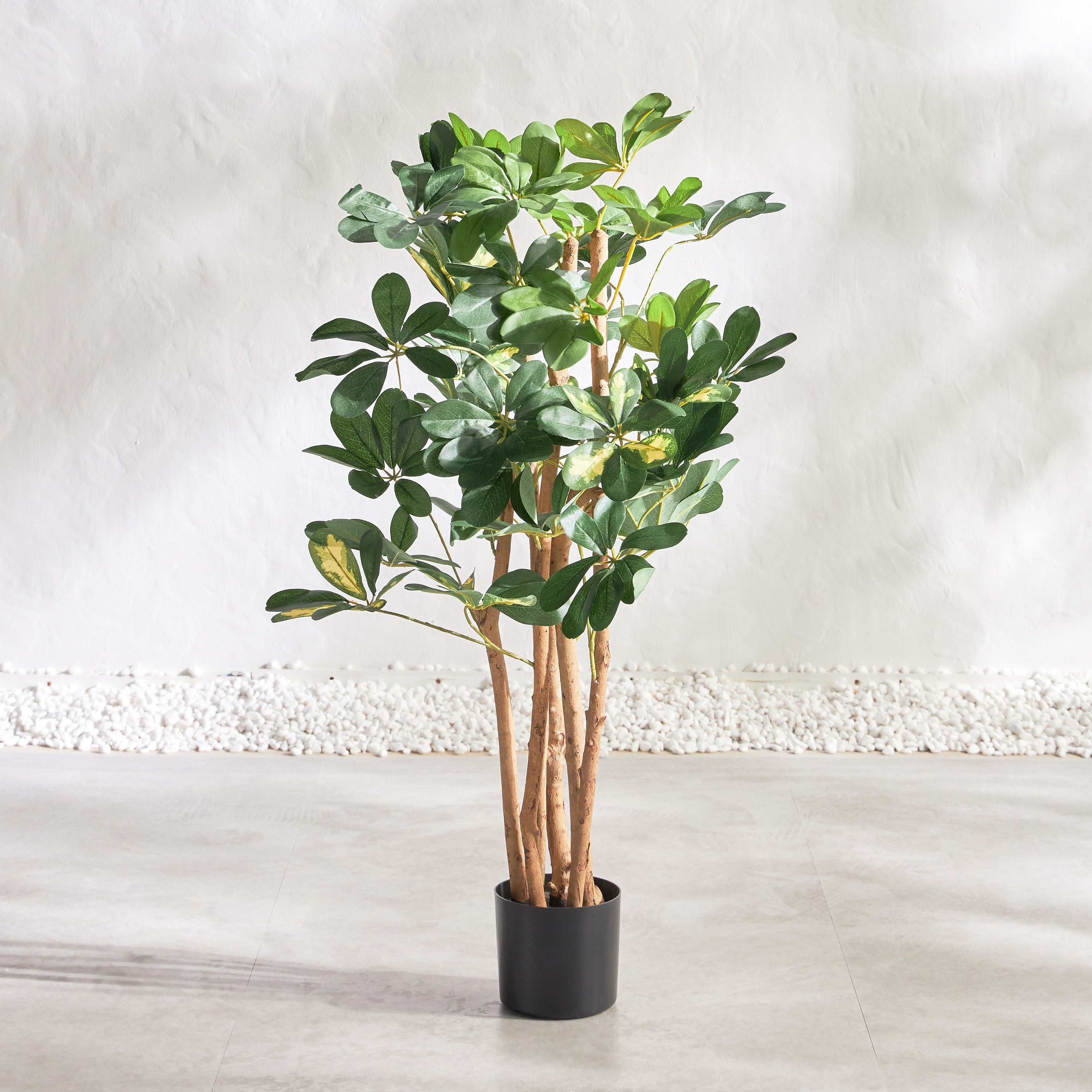 Schefflera Tree - 92 cm