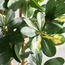 شجرة شيفليرا - 92 سم-household-gardenandoutdoor-trees-image-4