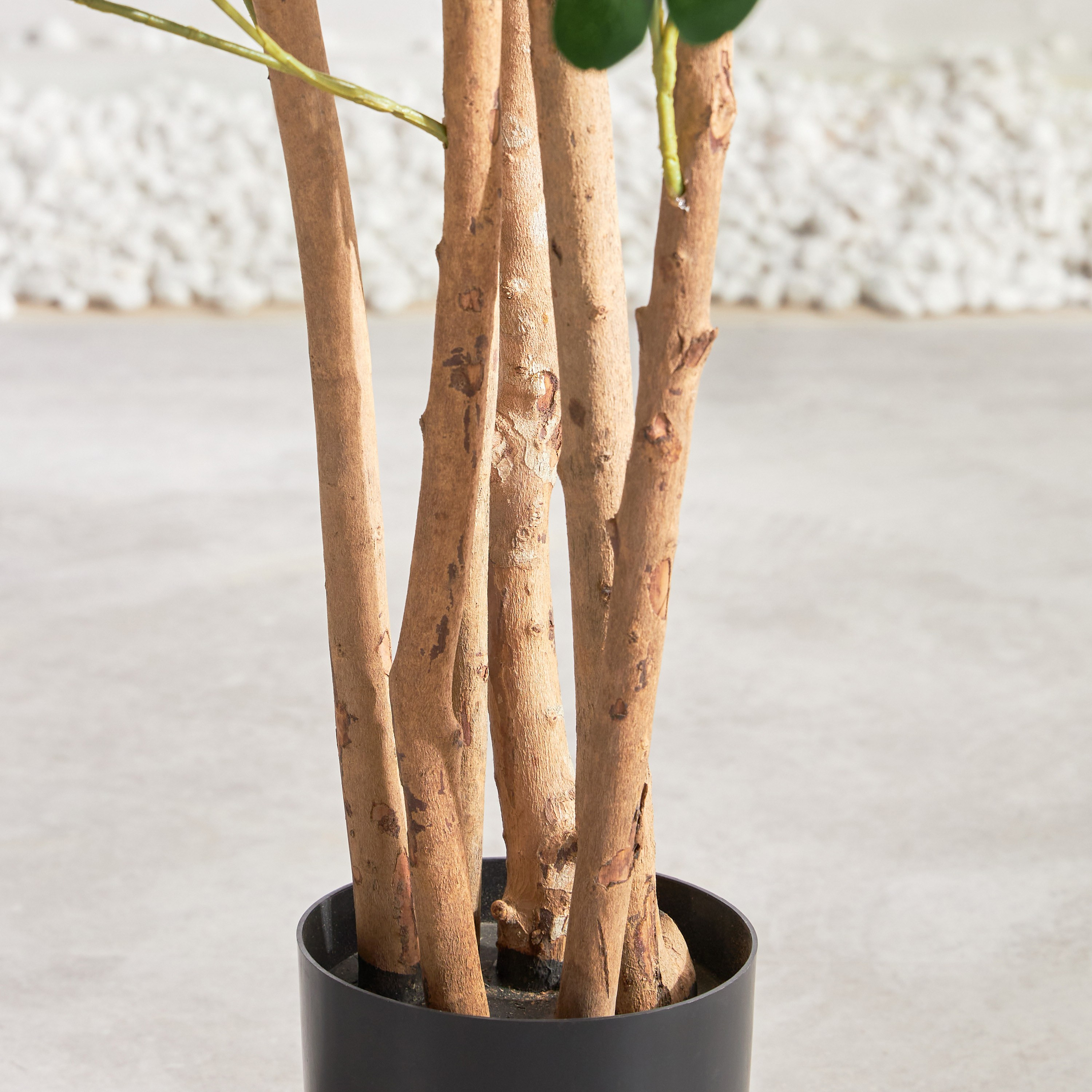 Schefflera Tree - 92 cm-household-gardenandoutdoor-trees-image-3
