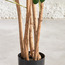 شجرة شيفليرا - 92 سم-household-gardenandoutdoor-trees-image-3