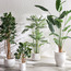 شجرة شيفليرا - 92 سم-household-gardenandoutdoor-trees-image-2