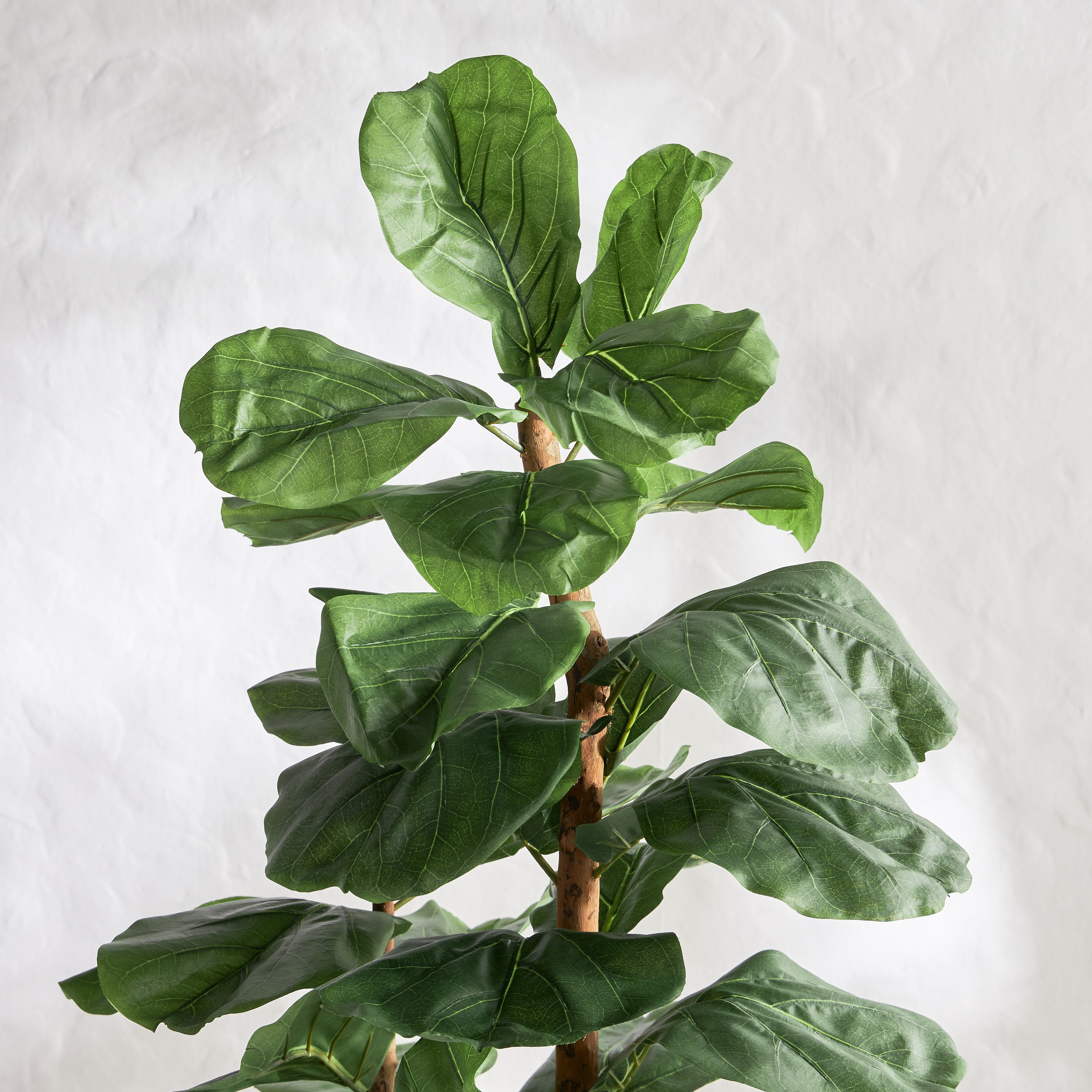 Fiddle Tree - 183 cm-household-gardenandoutdoor-trees-image-2