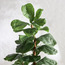 شجرة تين - 183 سم-household-gardenandoutdoor-trees-image-4
