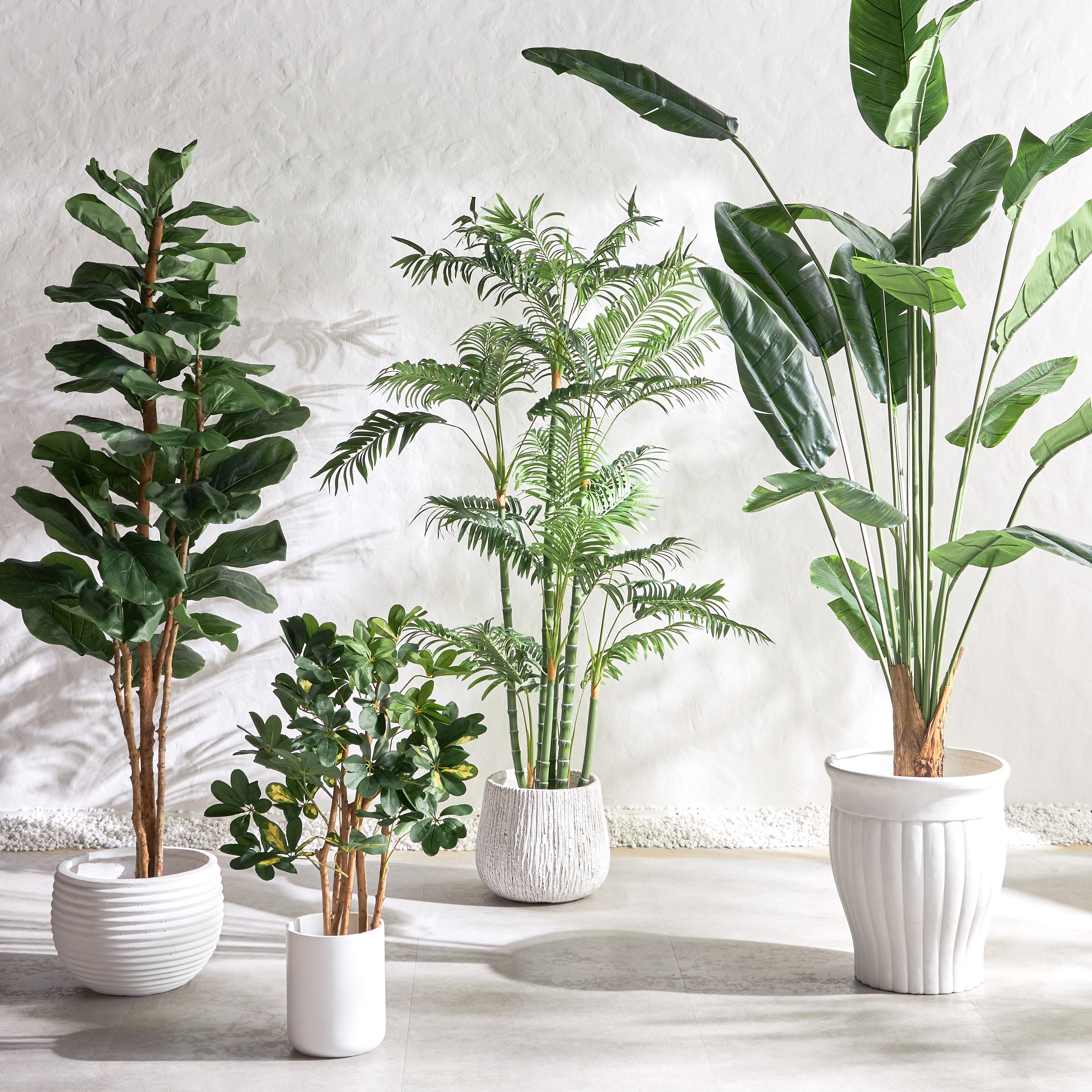 Fiddle Tree - 183 cm-household-gardenandoutdoor-trees-image-4