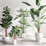 شجرة تين - 183 سم-household-gardenandoutdoor-trees-image-2