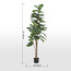 شجرة تين - 183 سم-household-gardenandoutdoor-trees-image-1