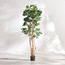 شجرة شيفليرا - 183 سم-household-gardenandoutdoor-trees-image-5