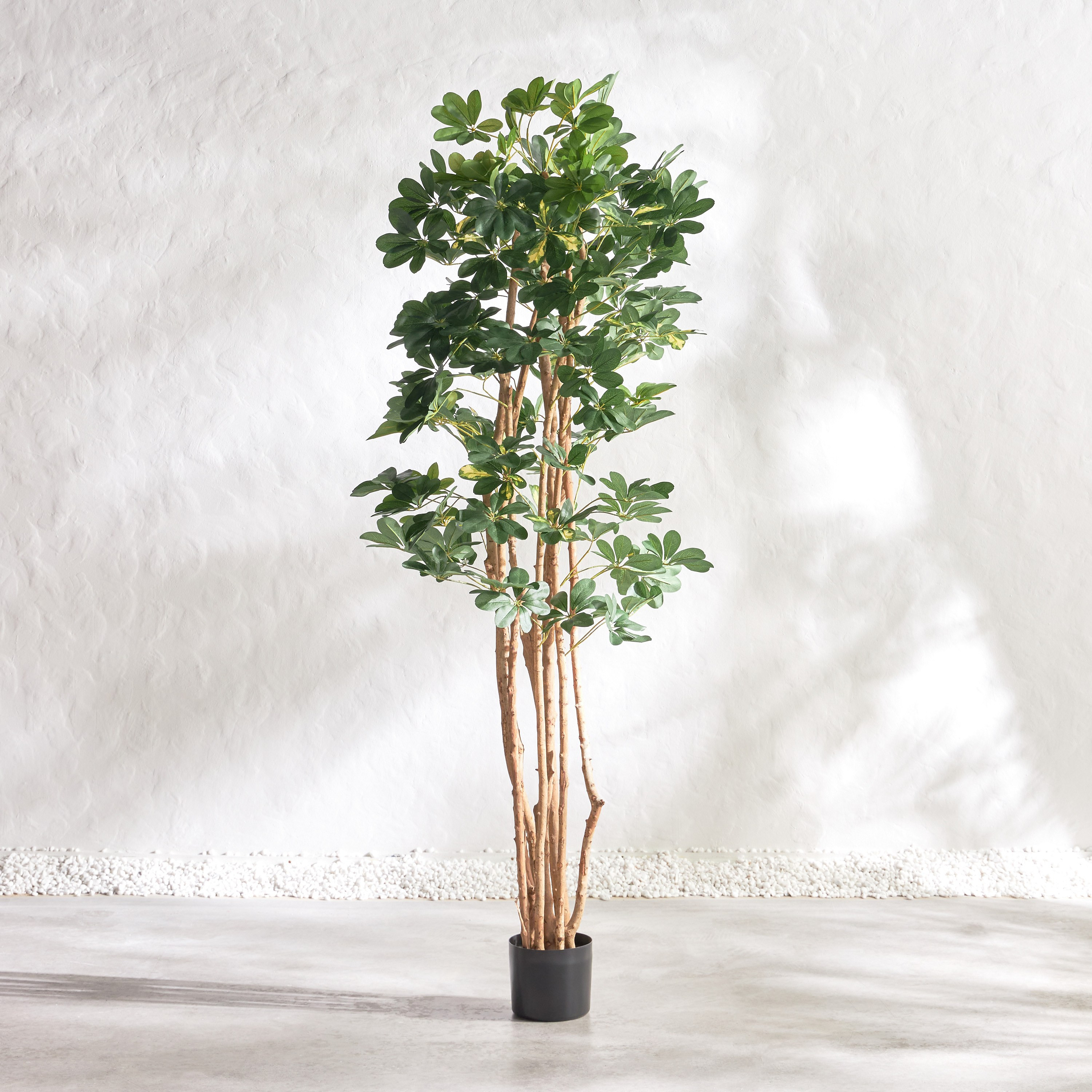 Schefflera Tree - 183 cm