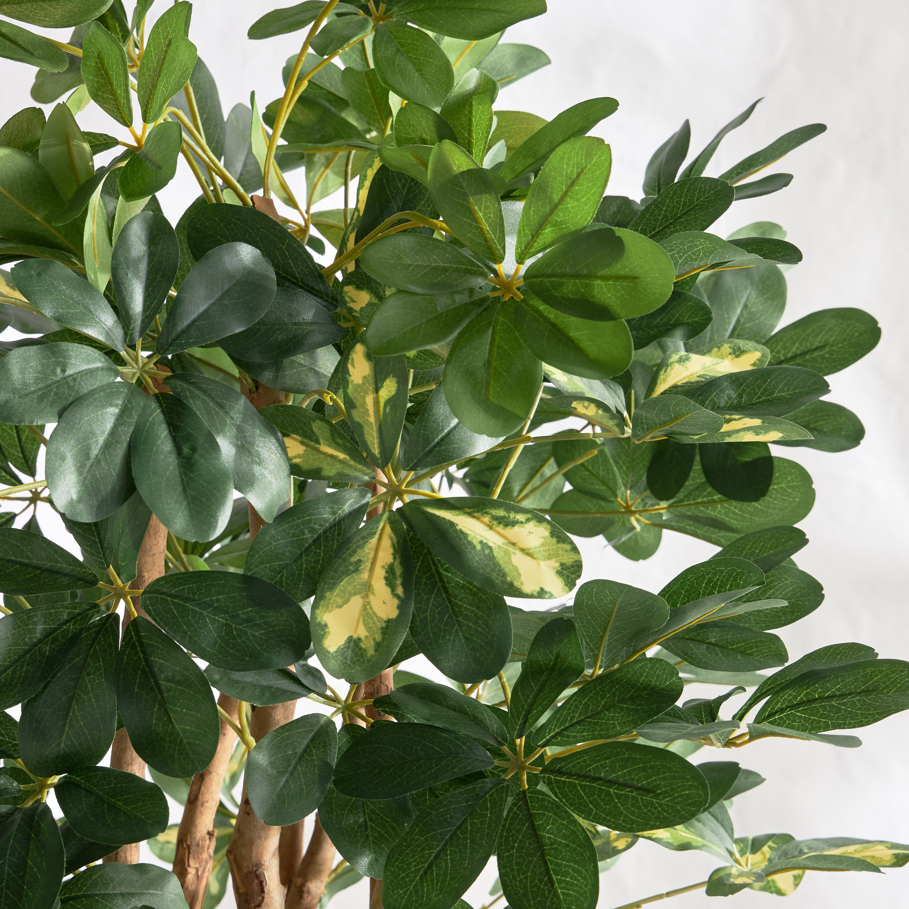 Schefflera Tree - 183 cm-household-gardenandoutdoor-trees-image-2