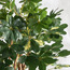 شجرة شيفليرا - 183 سم-household-gardenandoutdoor-trees-image-4