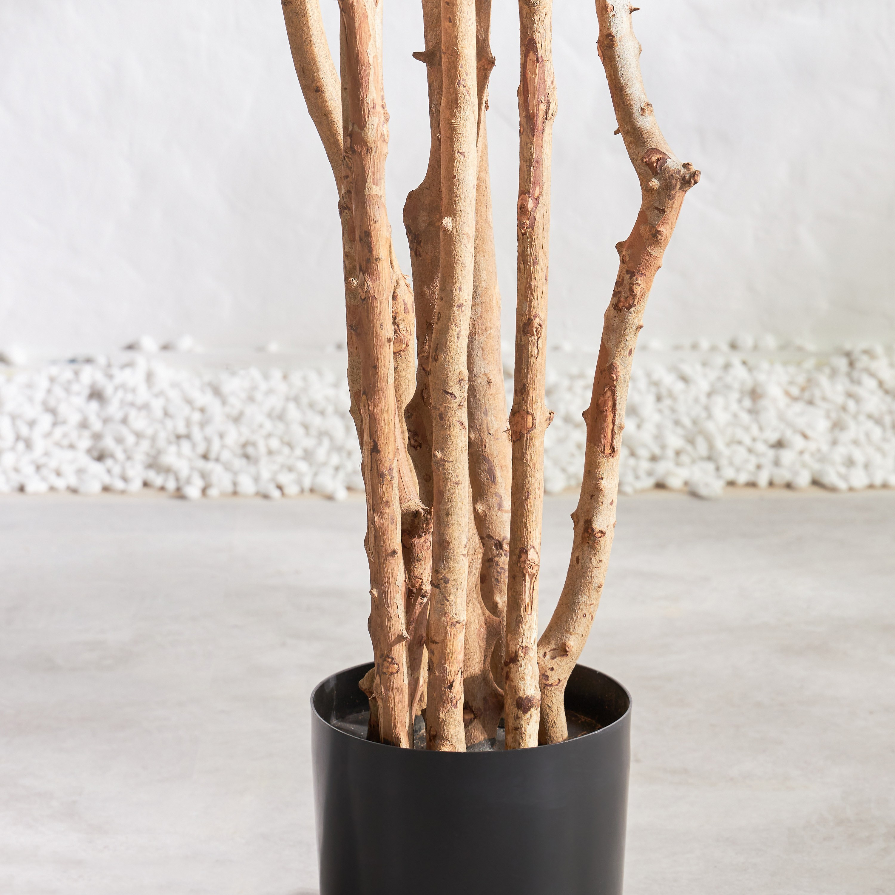Schefflera Tree - 183 cm-household-gardenandoutdoor-trees-image-3