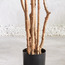 شجرة شيفليرا - 183 سم-household-gardenandoutdoor-trees-image-3
