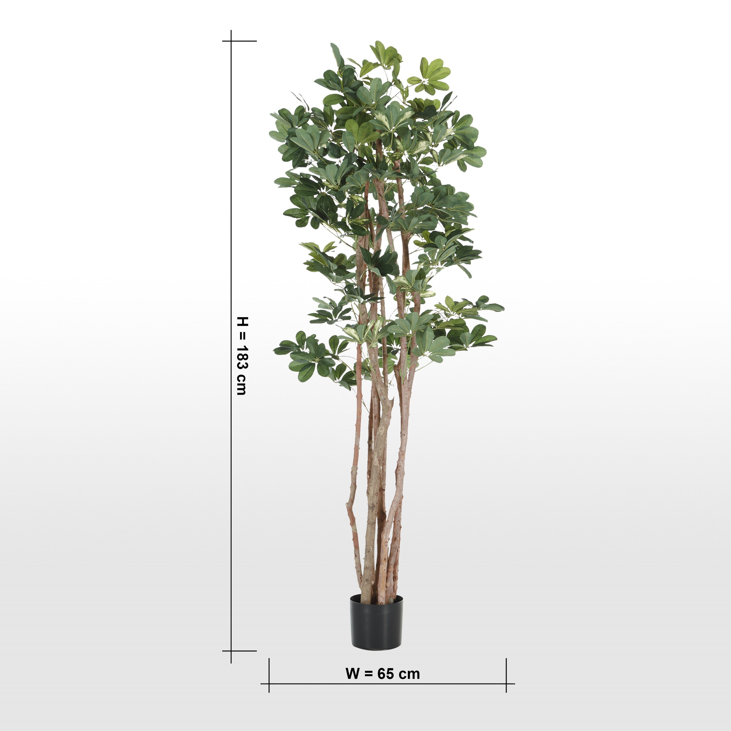 Schefflera Tree - 183 cm-household-gardenandoutdoor-trees-image-5