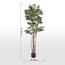 شجرة شيفليرا - 183 سم-household-gardenandoutdoor-trees-image-1