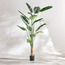 Traveller Palm Tree - 243 cm-binpromo_KSA_Alrajhi_17062026-image-1