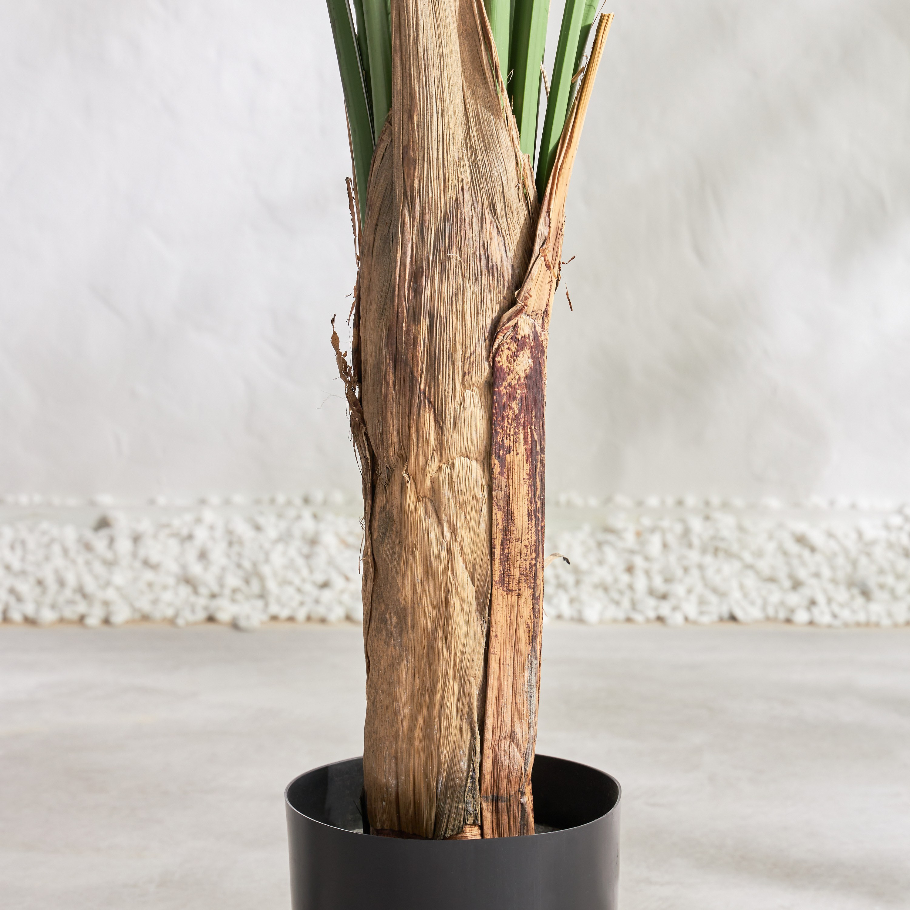 Traveller Palm Tree - 243 cm-household-gardenandoutdoor-trees-image-3