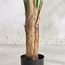 Traveller Palm Tree - 243 cm-binpromo_KSA_Alrajhi_17062026-image-3