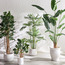 Traveller Palm Tree - 243 cm-binpromo_KSA_Alrajhi_17062026-image-4