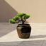 Green Bonsai Fountain with LED Light-binpromo_ALLBANKS_OMN_14032025-image-1
