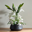 Clio Tiger Lily Plant in Ceramic Pot - 39 cm-binpromo_ALLBANKS_OMN_14032025-image-1