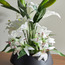 Clio Tiger Lily Plant in Ceramic Pot - 39 cm-binpromo_ALLBANKS_OMN_14032025-image-2