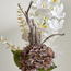 Nubia Orchid Plant in Ceramic Pot - 51 cm-household-gardenandoutdoor-artificialflowersandplants-flowers-image-2