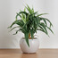 Conrad Snake Plant with Pot - 30 cm-household-gardenandoutdoor-artificialplants-pottedplants-image-1