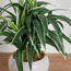 Conrad Snake Plant with Pot - 30 cm-household-gardenandoutdoor-artificialplants-pottedplants-image-2