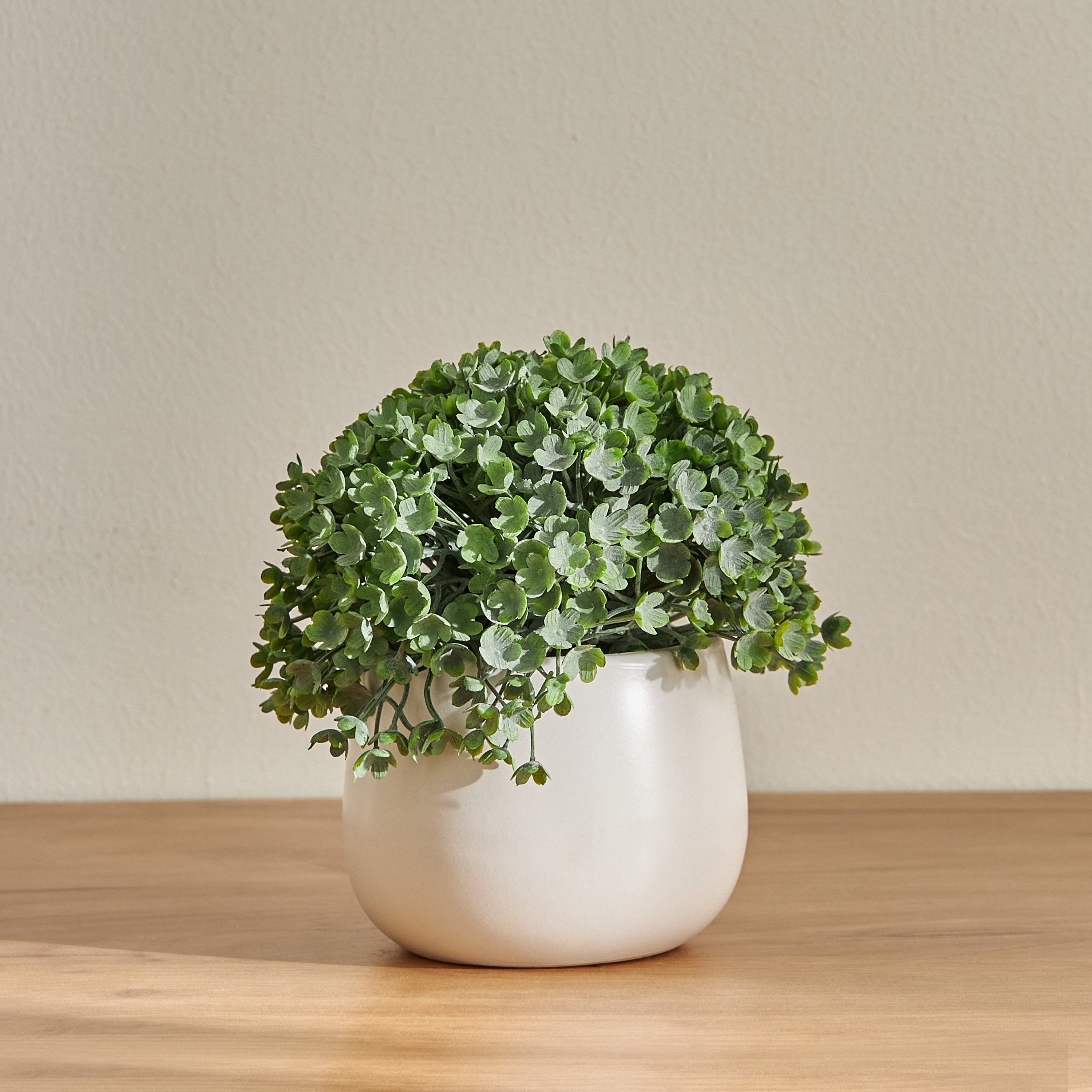 Gus Aglaia Plant in Pot - 14 cm-household-gardenandoutdoor-artificialplants-pottedplants-image-1