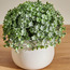 نبتة أغلايا في أصيص - 14 سم-household-gardenandoutdoor-artificialplants-pottedplants-image-2