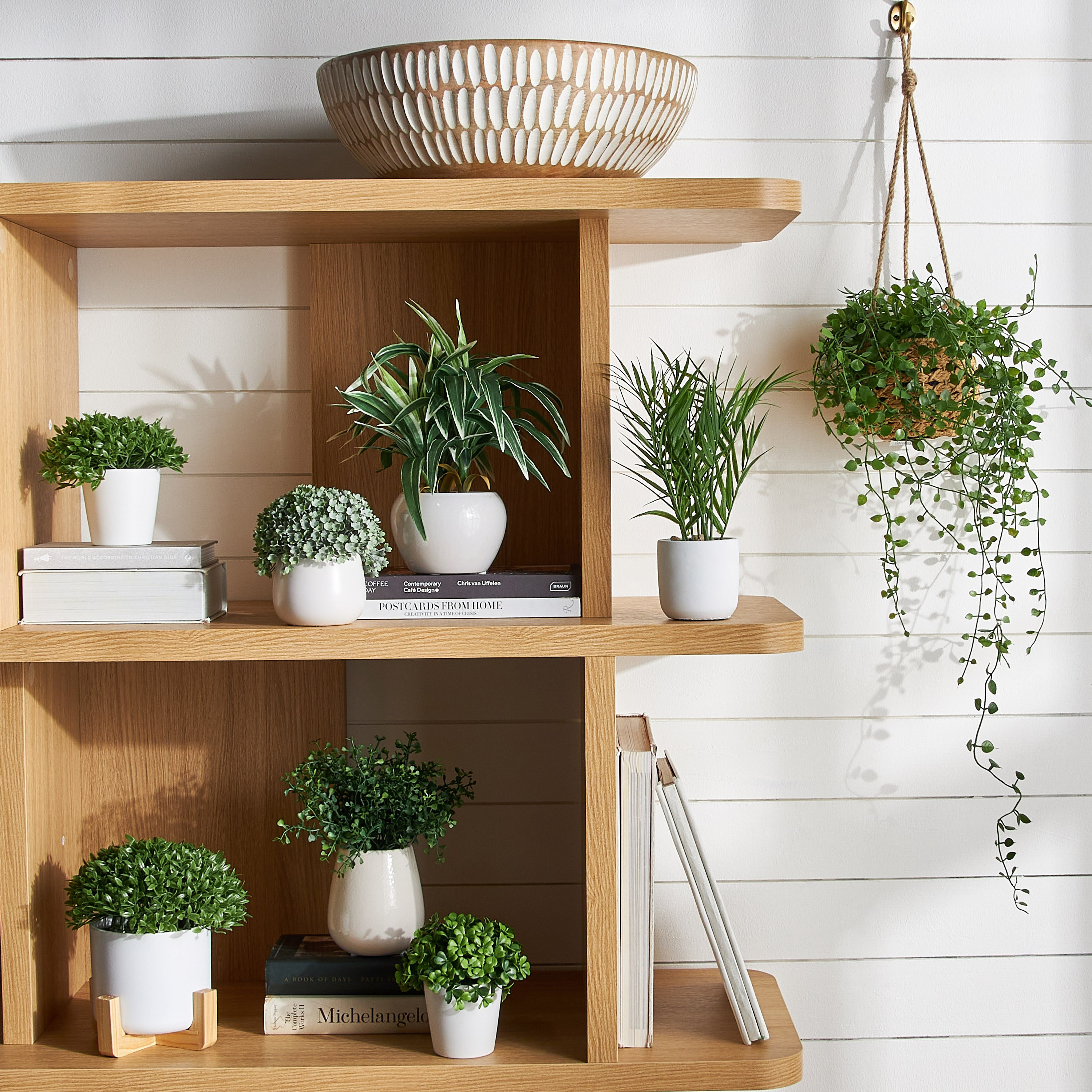 Gus Aglaia Plant in Pot - 14 cm-household-gardenandoutdoor-artificialplants-pottedplants-image-3
