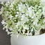 نبتة بزهور صغيرة في أصيص - جاسون - 16 سم-household-gardenandoutdoor-artificialflowersandplants-flowers-image-2