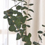 غصن أوكالبتوس - 102 سم-household-gardenandoutdoor-artificialflowersandplants-fillers-image-2