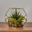 نبات عصارى في حامل هندسي الشكل - 16 سم-household-gardenandoutdoor-artificialplants-succulents-image-3