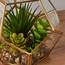 نبات عصارى في حامل هندسي الشكل - 16 سم-household-gardenandoutdoor-artificialplants-succulents-image-2