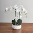Orchid Stem in Pot - 53 cm-household-gardenandoutdoor-artificialflowersandplants-flowers-image-1