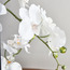 Orchid Stem in Pot - 53 cm-household-gardenandoutdoor-artificialflowersandplants-flowers-image-2