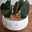 Orchid Stem in Pot - 53 cm-household-gardenandoutdoor-artificialflowersandplants-flowers-image-3