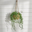 Alura Ivy Plant- 46 cm-household-gardenandoutdoor-artificialplants-pottedplants-image-1