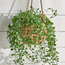 Alura Ivy Plant- 46 cm-household-gardenandoutdoor-artificialplants-pottedplants-image-2