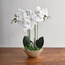 جذع أوركيد في إناء - لوتي - 64 سم-household-gardenandoutdoor-artificialflowersandplants-flowers-image-4