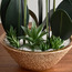 جذع أوركيد في إناء - لوتي - 64 سم-household-gardenandoutdoor-artificialflowersandplants-flowers-image-2